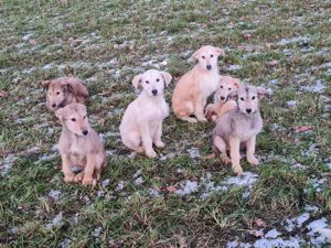 Irish Wolfhound   Irischer Wolfshund Mix Bild 9