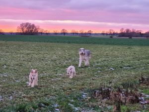 Irish Wolfhound   Irischer Wolfshund Mix Bild 10