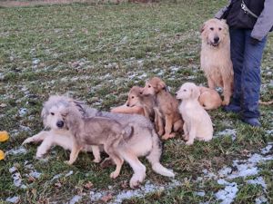 Irish Wolfhound   Irischer Wolfshund Mix Bild 8