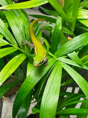 0,2 Phelsuma cepediana Taggecko