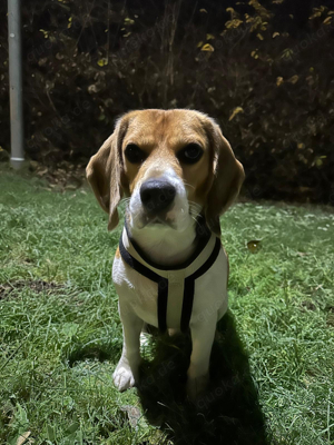 Beagle-Rüde sucht Hündin für gemeinsame Zeit