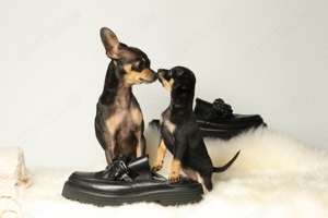 Eleganter, kurzhaariger Russkiy Toy Deckrüde Bild 5