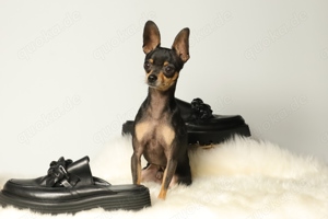 Eleganter, kurzhaariger Russkiy Toy Deckrüde Bild 3