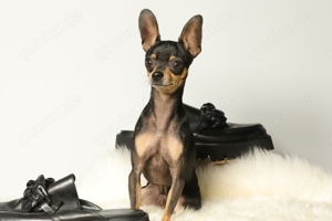 Eleganter, kurzhaariger Russkiy Toy Deckrüde Bild 2