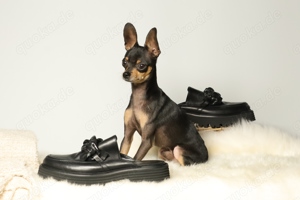 Eleganter, kurzhaariger Russkiy Toy Deckrüde Bild 4