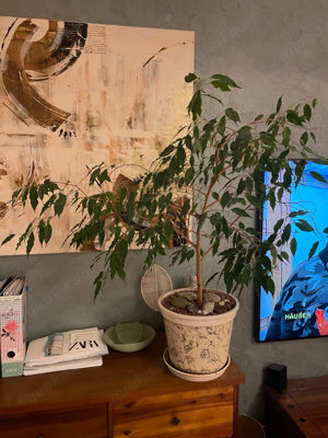 Ficus Fikus