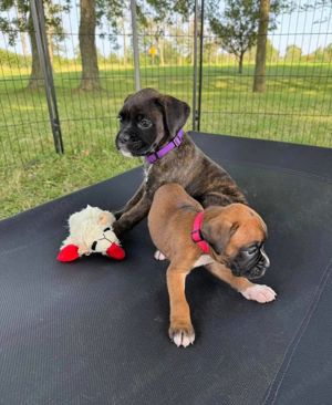 Reinrassige Boxerwelpen verfügbar