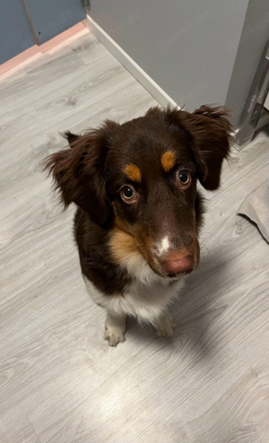 Reinrassige Australian Shepherd Hündin in Red Tri abzugeben 