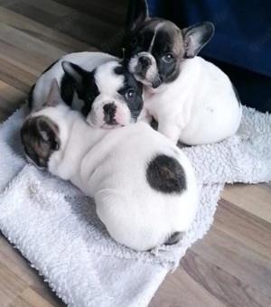 Französische Bulldogge 