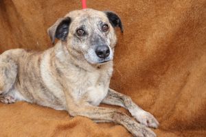 BALOU wünscht sich ein liebevolles Daheim