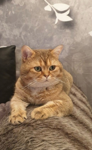 Deckkater BKH Black Golden (kein verkauf) Bild 4