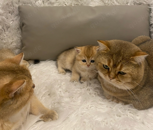 Deckkater BKH Black Golden (kein verkauf) Bild 3