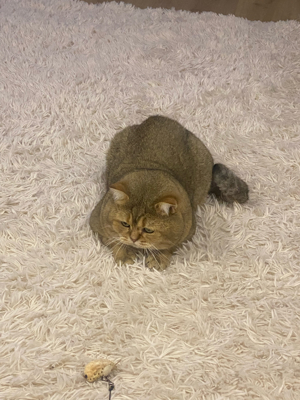 Deckkater BKH Black Golden (kein verkauf) Bild 5