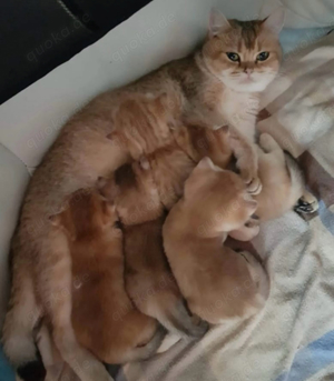 Deckkater BKH Black Golden (kein verkauf) Bild 6