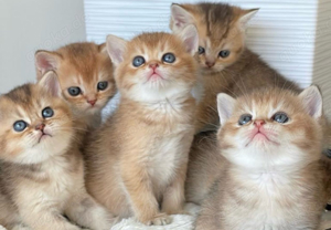 Deckkater BKH Black Golden (kein verkauf) Bild 7