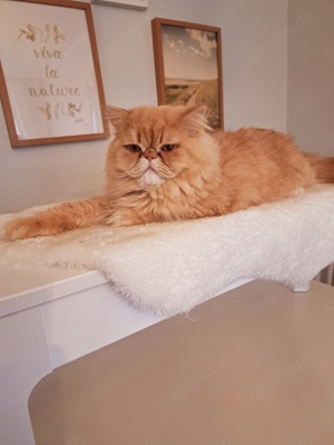 erfahrener  Perser Deckkater (Kater steht NICHT zum Verkauf!!)