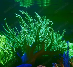 Korallen Ableger Sinularia Mint Green