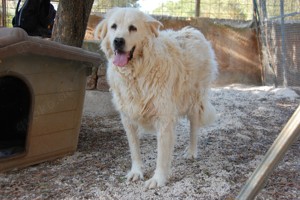 Samson - Mischlingsrüde sucht Zuhause
