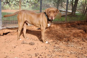 Mischlingsrüde Simone sucht Zuhause in der Schweiz