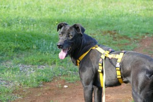 Mischlingshündin Susy sucht Zuhause Bild 2