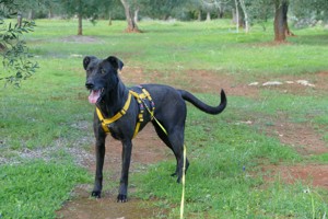 Mischlingshündin Susy sucht Zuhause Bild 6