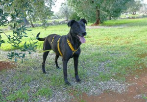 Mischlingshündin Susy sucht Zuhause Bild 9