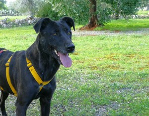 Mischlingshündin Susy sucht Zuhause Bild 10