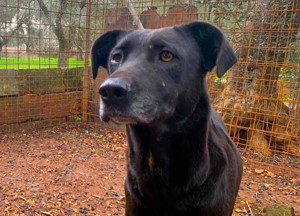 Mischlingshündin Susy sucht Zuhause Bild 7