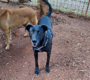 Mischlingshündin Susy sucht Zuhause Bild 5