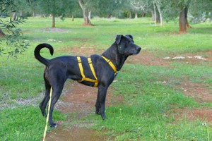 Mischlingshündin Susy sucht Zuhause Bild 8