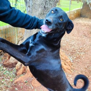 Mischlingshündin Susy sucht Zuhause Bild 3