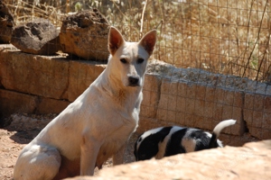 Mischlingshündin Arya sucht Zuhause Bild 8