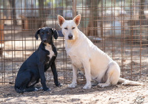 Mischlingshündin Arya sucht Zuhause Bild 10