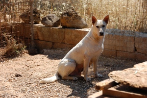 Mischlingshündin Arya sucht Zuhause Bild 9