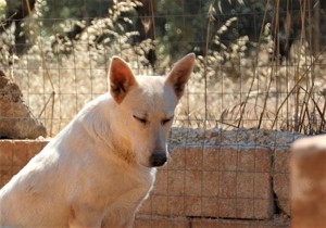 Mischlingshündin Arya sucht Zuhause Bild 3