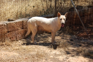 Mischlingshündin Arya sucht Zuhause Bild 2