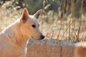 Mischlingshündin Arya sucht Zuhause Bild 4