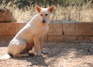 Mischlingshündin Arya sucht Zuhause Bild 5