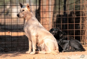 Mischlingshündin Arya sucht Zuhause Bild 6