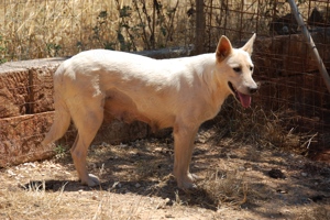 Mischlingshündin Arya sucht Zuhause Bild 7