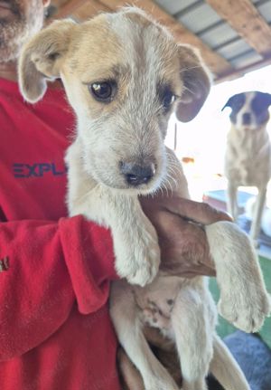 Zaunrüde weiß-braun möchte zu seinen Menschen reisen Bild 4