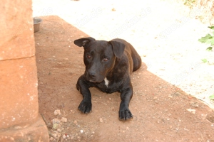 Mischlingsrüde Leo sucht Zuhause