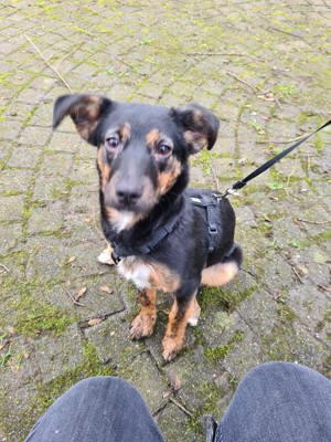 Junge Labrador Mischlings Hündin in liebevolle Hände abzugeben 