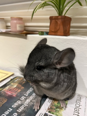 Chinchilla Baby, Weibchen 