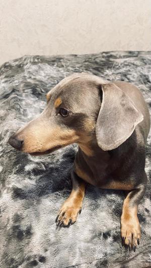 Deckrüde Ludwig sucht passende Hundedame