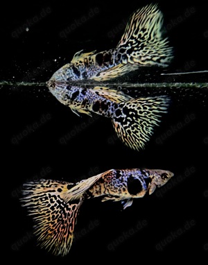 Yellow Tiger King Cobra Guppys