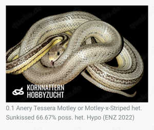 Kornnatter ENZ 2024   Bloodred Pied, Landrace Lava Okeetee, Sunkissed Anery Motley Tessera u.a. Bild 9