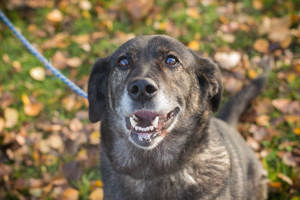 *RODRIGO* - hier suchen wir erfahrene Hundekenner