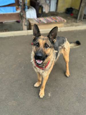 Hübscher Schäferhund Mischling Elisia