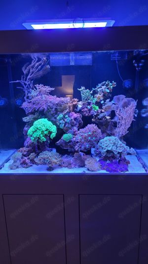 Korallen und Anemonen für Meerwasseraquarium  Bild 2